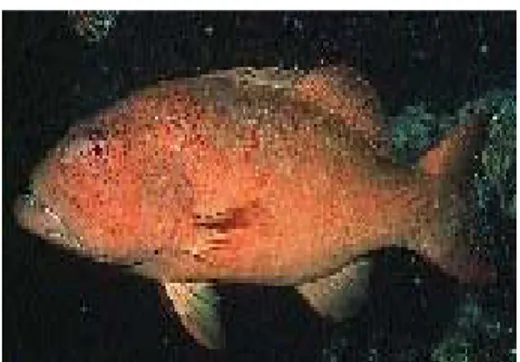 Gambar 2.  Ikan Kerapu Sunu 