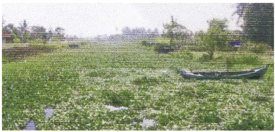 Gambar 1.2 Tanaman Enceng Gondok Pada Sungai Sengkarang 
