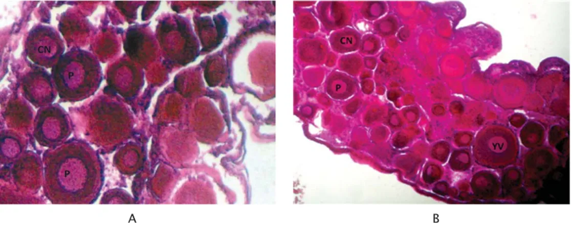 Figure 1. The histologists section of tilapia ovary from all female population (A) and from mixed sex population (B)
