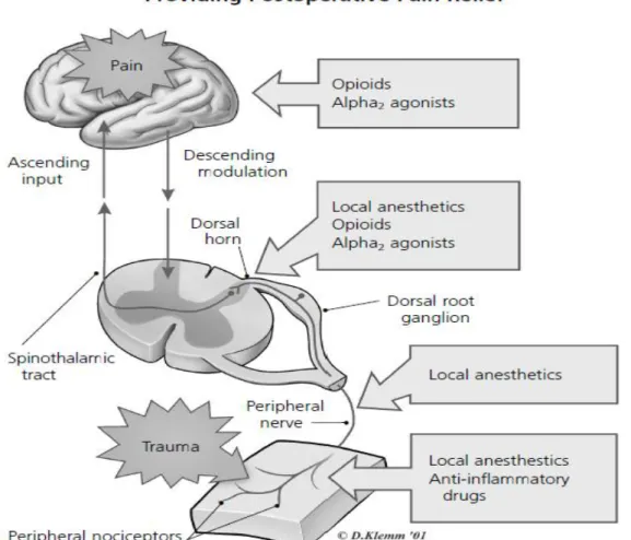 Gambar 3. Pain Pathway 