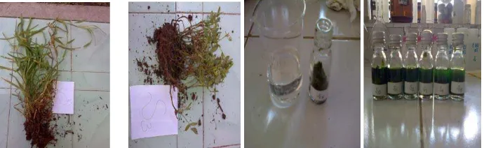 Gambar 8. Proses analisis klorofil tanaman sela 