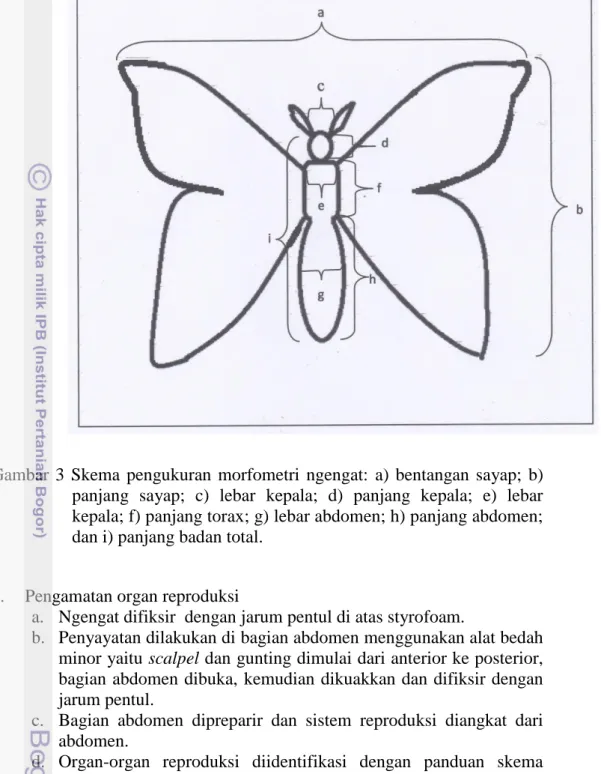 Gambar  3  Skema  pengukuran  morfometri  ngengat:  a)  bentangan  sayap;  b)  panjang  sayap;  c)  lebar  kepala;  d)  panjang  kepala;  e)  lebar  kepala; f) panjang torax; g) lebar abdomen; h) panjang abdomen; 