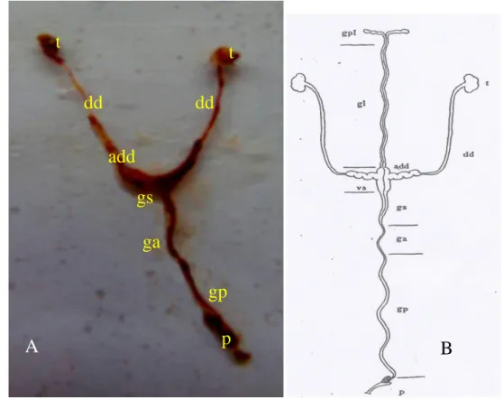 Gambar 5  Sistem  reproduksi;  (A)  imago  A.  atlas  jantan  dan  (B)  skema  sistem  reproduksi  pupa  B