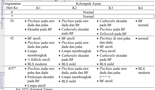 Tabel  5   Pemeriksaan Patologis Ayam Perlakuan  Pengamatan  Hari Ke  Kelompok Ayam K1 K2  K3  K4  0  Normal  7  Normal 