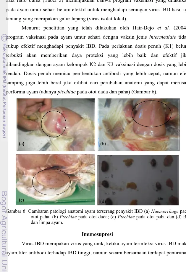 Gambar 6  Gambaran patologi anatomi ayam terserang penyakit IBD (a) Haemorrhage pada  otot paha; (b) Ptechiae pada otot dada; (c) Ptechiae pada otot paha dan (d) BF  dan limpa ayam