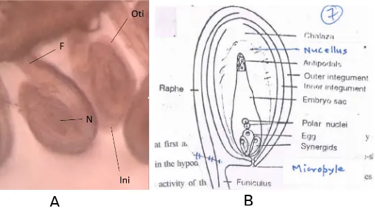 Gambar 1. Tipe-Tipe Ovulum A: Artropus; B: Anatropus; C:Kampilotropus; D:Hemianatropus; E:Sirsinotropus (Sumber:Embryology of Angiospermae) 