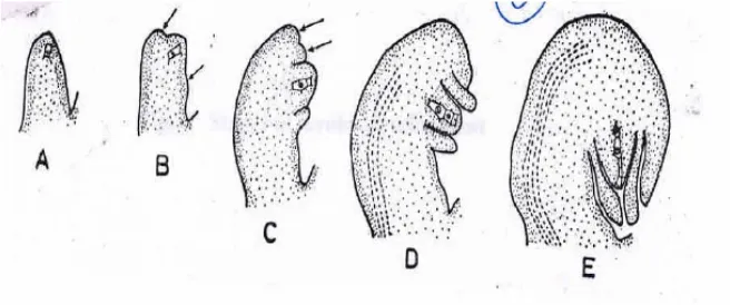Gambar 4. Fase-Fase Perkembagan Ovulum Tipe Anatropus (Pandey, Arun K, 2006:9)