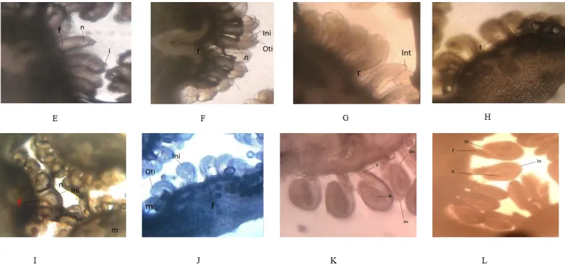 Gambar 5. Rekonstruksi perkembangan ovulum; Gambar A: Dasar Bunga panjang 0,3 cm;Gambar B