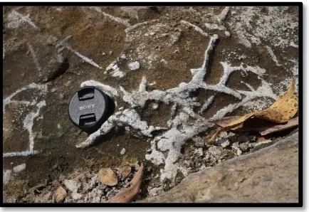 Gambar 8. Fosil jejak Thalasionides isp pada lintasan Kali Ngalang, Formasi Sambipitu