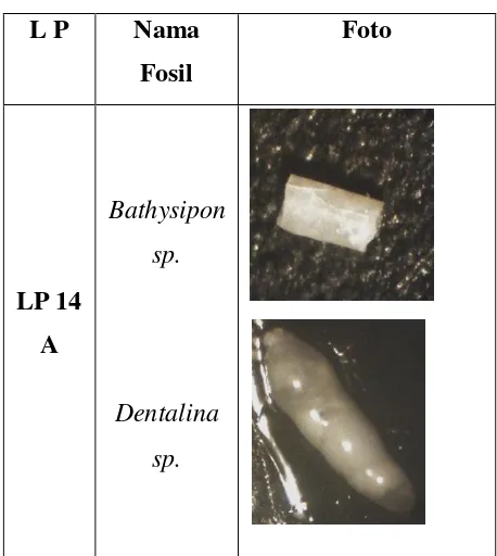 Table 3.  FosilForaminifera Bentonik 
