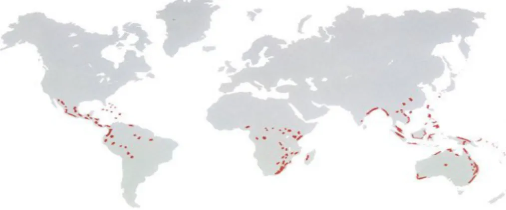 Gambar 1. Peta Penyebaran Pakis Dunia Sumber: www.cycadsforafrica.com