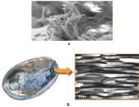 Gambar 2.10 Gambar nanokomposit di alam (A=Tulang; B=Kulit Tiram) 