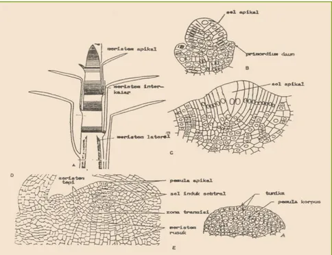 Gambar 3.1. Diagram posisi mersitem pada tumbuhan meristem apeks pucuk Equisetum