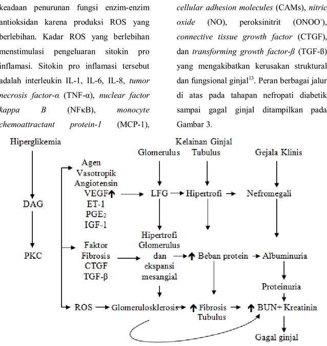 Gambar 3. Skema Patogenesis Nefropati Diabetik sampai ESRD 7