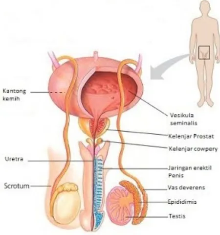 Gambar 1. Struktur reproduksi pria tampak dep
