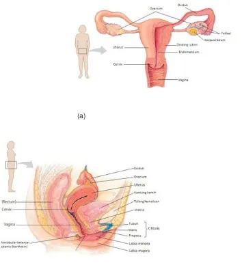 Gambar 4. Organ reproduksi wanita tampak dari (a) depan dan (b) samping