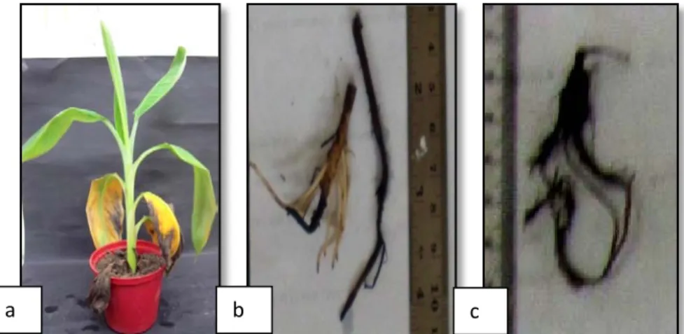 Gambar 2. Gejala serangan Foc pada permukaan daun  (a), gejala pada pangkal batang  (b), dan akar busuk (c)