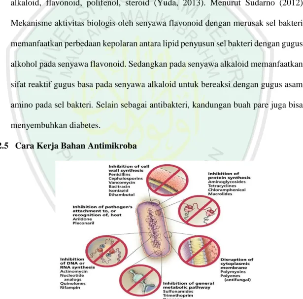 Gambar 2.9 : Mekanisme Antimikroba (Mcb, 2010) 