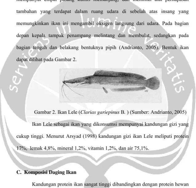 Gambar 2. Ikan Lele (Clarias gariepinus B. ) (Sumber: Andrianto, 2005)  Ikan Lele sebagai ikan yang dikonsumsi mempunyai kandungan gizi yang  cukup tinggi