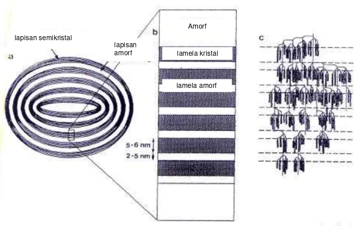 Gambar 3. Struktur granula pati (a) granula pati terdiri dari lapisan amorf dan semikristal; (b) lapisan semikristal yang terdiri dari lamela kristal dan lamela amorf; (c) kelompok struktur amilopektin pada lapisan semikristal (Jenkins et al