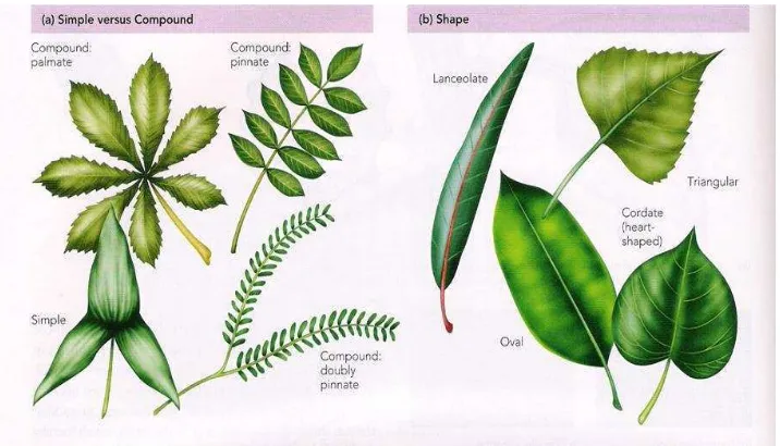 Gambar 7.7 daun tunggal dan daun majemuk simple leaf and compound leaf.  