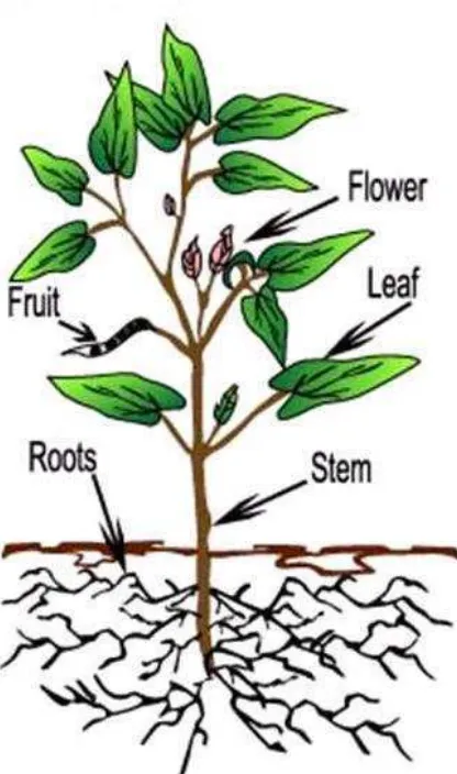 Gambar 1. Struktur Morfologi tumbuhan  Morphological Structure of Plant 