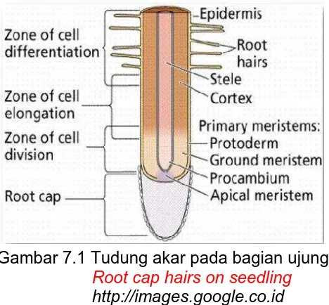 Gambar 7.2 Struktur Anatomi Akar Anatomycal Structure of Root 