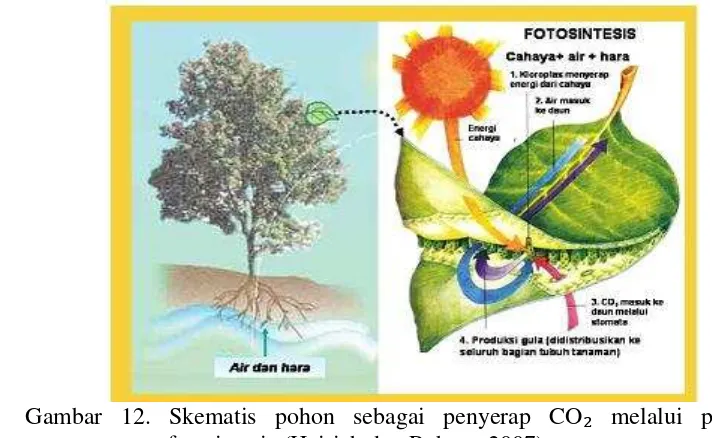Gambar 12. Skematis pohon sebagai penyerap CO ₂ melalui proses 