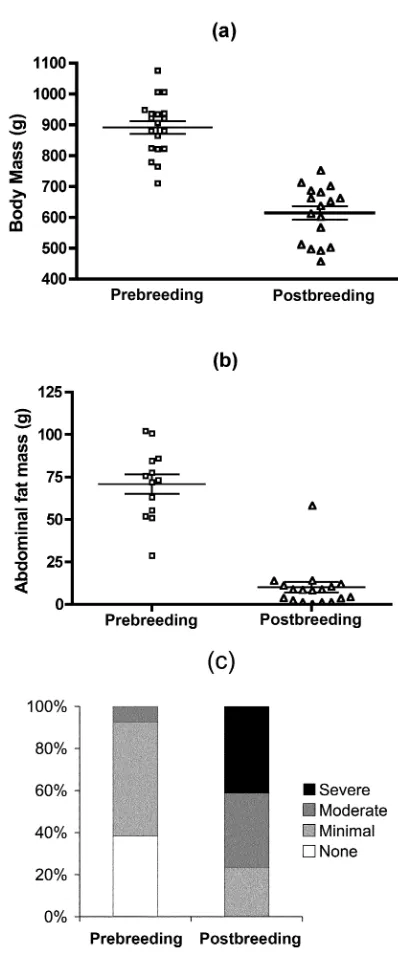 Figure 1. Changes in (a) body mass, (b) free abdominal fat, and (c)wounding in male arctic ground squirrels from the prebreeding(n p 19, 14, and 13, respectively) to the postbreeding (n p 17for allmeasures) trapping session