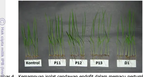 Gambar 4   Kemampuan isolat cendawan endofit dalam memacu pertumbuhan  tanaman padi 