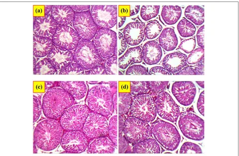 Figure 1. Light microscopic sections of testes from various examined groups: control (a), CPF (b), NSO (c), and coad-ministration NSO þ CPF (d) for 4 weeks