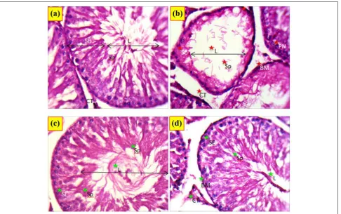Figure 2. Light microscopic sections of testes from various examined groups: control (a), CPF (b), NSO (c), and coad-ministration NSO þ CPF (d) for 4 weeks