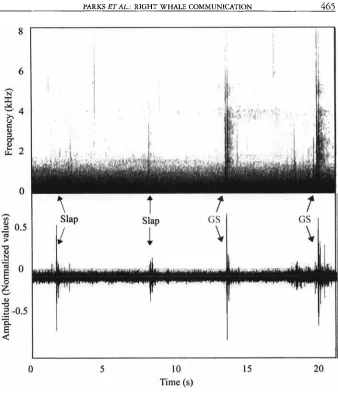 Figure 3. a single whale on Spectrogram and waveform of flipper slaps and Gunshots recorded from 8 August 1994