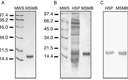 Figure 1 MSMB protein puriﬁed from human seminal plasma andMSMB antibody speciﬁcity. (A) MSMB puriﬁed to homogeneity.Seminal plasma proteins were subjected to SDS-PAGE followed byimmunoblotting with rabbit anti-MSMB antibody