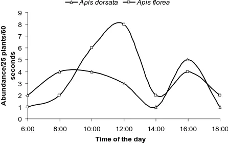 Fig. 1. Diurnal activity pattern of A. dorsata and A. florea on the flowers of A. cepa 
