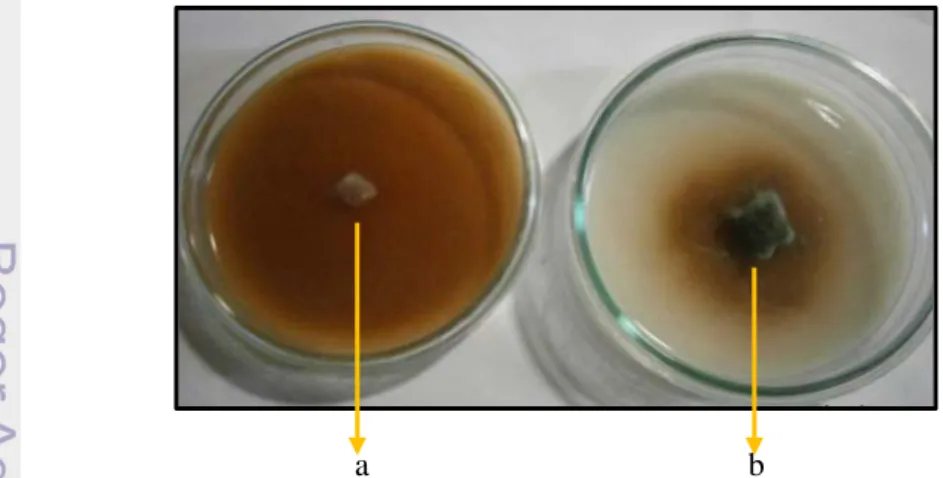 Gambar 5 Aktivitas lignolitik jamur pelapuk kayu JPA (a) dan Trichoderma sp. S2-2 (b)  pada media agar-agar air yang mengandung asam tanat setelah inkubasi 10x24  jam pada suhu ruang (±28  o