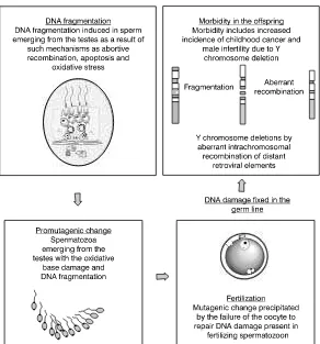 Figure 2. Proposed mechanism bywhich DNA fragmentation in the malegerm line may lead to disease-causingmutations in the offspring, including Y-chromosome deletions and childhoodcancer.