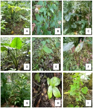 Gambar 1. Jenis-jenis tanaman umbi yang ditemukan tumbuhan di bawah tegakan hutan rakyat bitti, suren, jati dan kemiri A