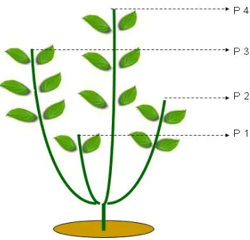 Gambar 1. Trubusan tanaman pada uji pemangkasan pulai gading  Figure 1 :  Sprouting of plant on cutting test of A
