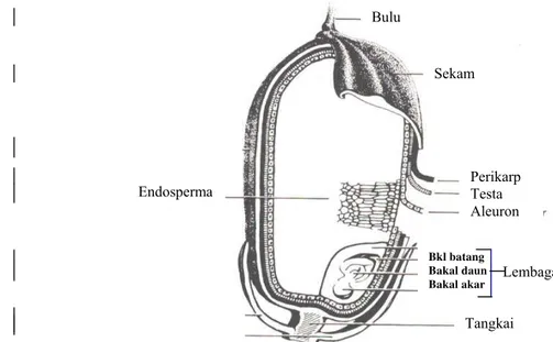 Gambar 1. Struktur biji padi (Juliano  1972)  Bkl batang  Bakal daun Bakal akarBulu Sekam Endosperma  Perikarp Testa Aleuron Lembaga Tangkai 