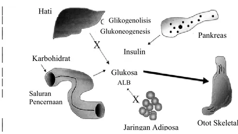 Gambar 2. Mekanisme klasik kerja insulin (Bessessen  2001) 
