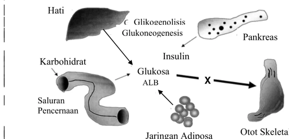 Gambar 3. Hubungan organ dalam resistansi insulin  