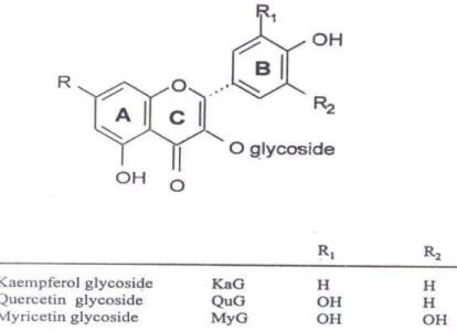 Gambar 5. Komponen flavonol utama dalam teh 