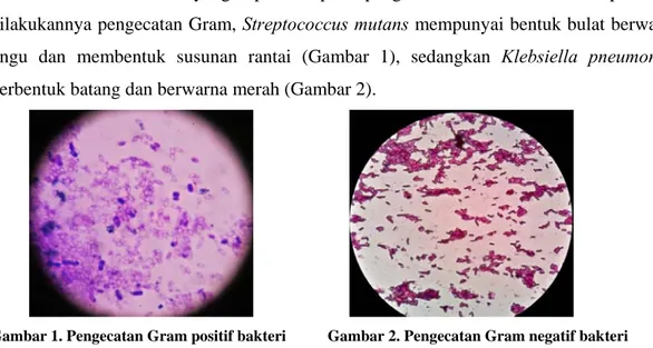 Gambar 1. Pengecatan Gram positif bakteri      Gambar 2. Pengecatan Gram negatif bakteri  