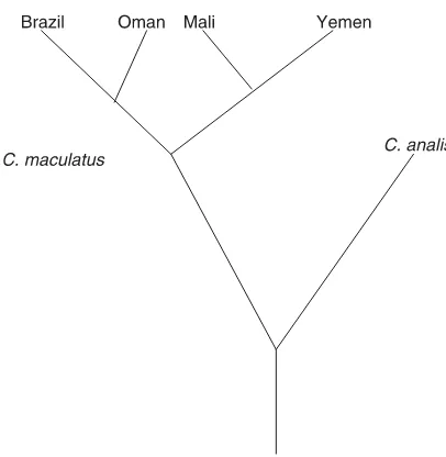 Fig. 1. The phylogenetic relationship assumed for thetopology for the populations of maculatuspopulations and species used in this experiment (arbitrarybranch lengths)