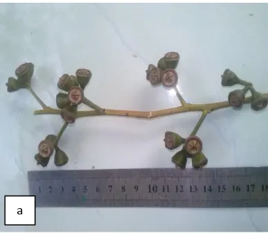 Gambar 1.  a. Buah dan b. Benih Figure 1.E. pellita  a. Fruit and b. Seed of E. pellita    