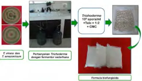 Gambar 7. Proses pembuatan formula biofungisida berbahan aktif                   Trichoderma 