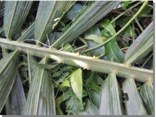 Gambar 2 Bagian “ekor kadal” pelepah pokok kelapa sawit 