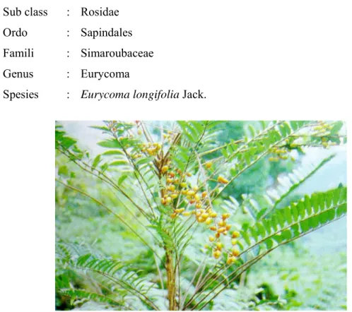 Gambar 1. Tumbuhan pasak bumi (Eurycoma longfolia Jack.)  