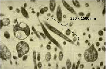 Gambar 2.3. Bakteri Liberobacter pada floem tanaman jeruk   (Sumber : Jagoueix, 1994) 